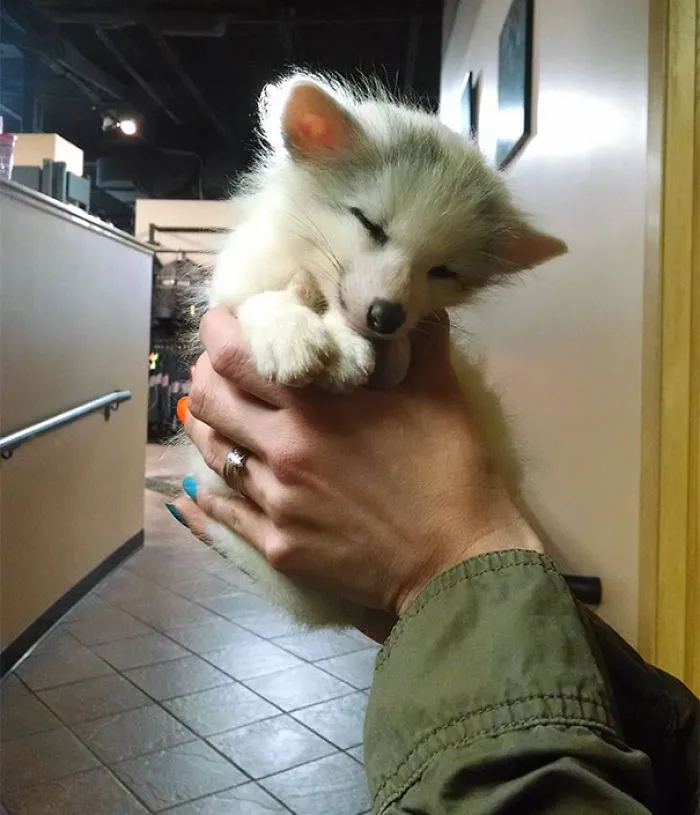 Baby Fox