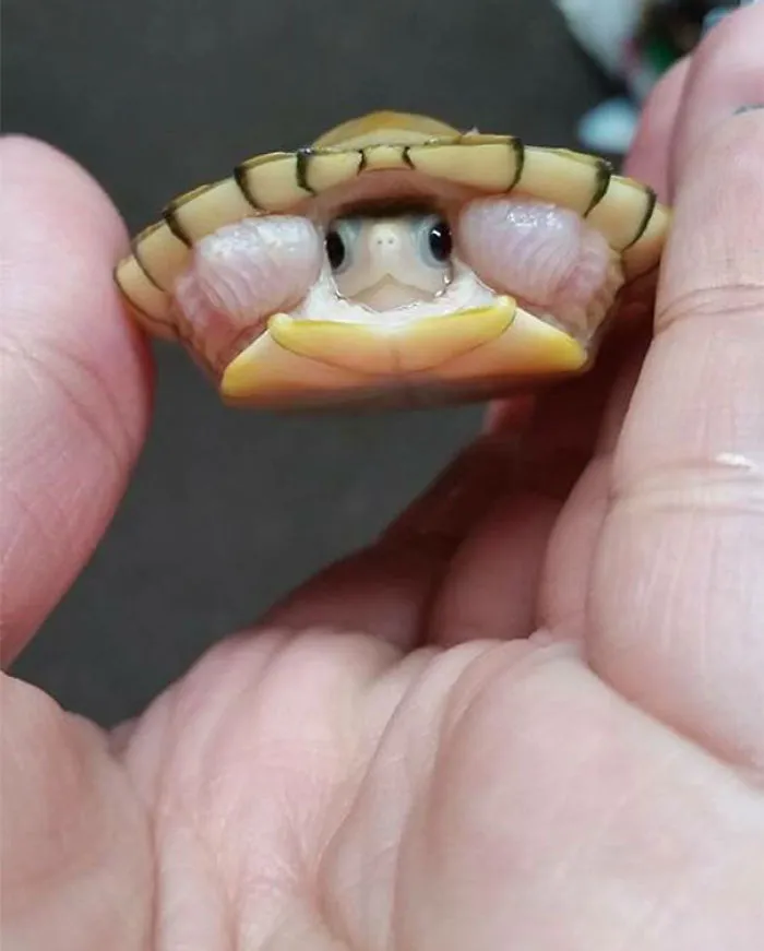 Baby Tortoise
