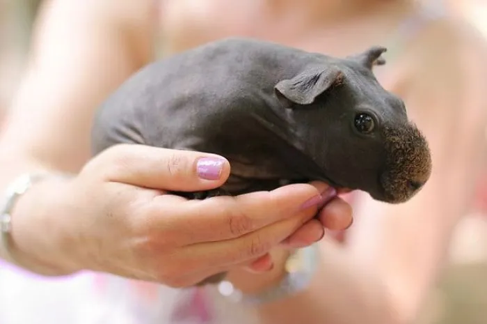 Guinea Pig