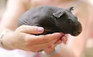 112 Palms Full Of Cuteness