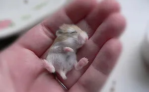 112 Palms Full Of Cuteness