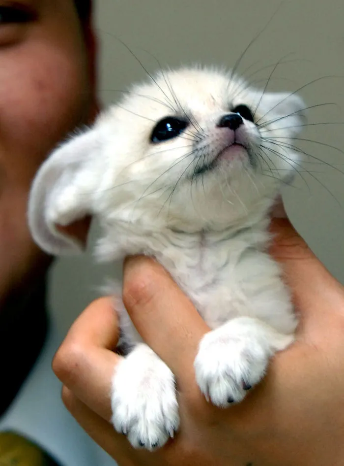 Baby Fox