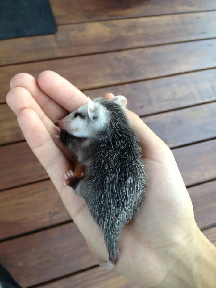 Baby Opossum