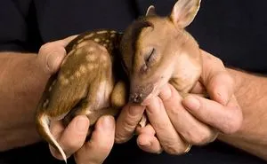 112 Palms Full Of Cuteness
