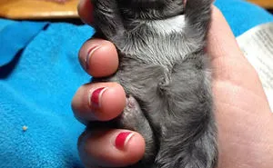112 Palms Full Of Cuteness