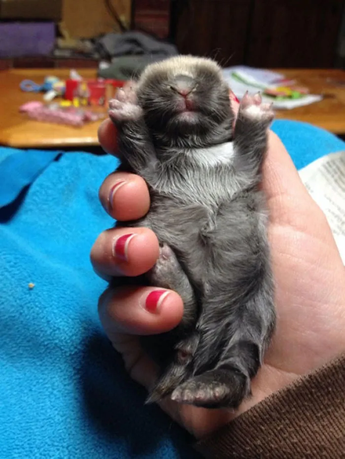 Puppy
