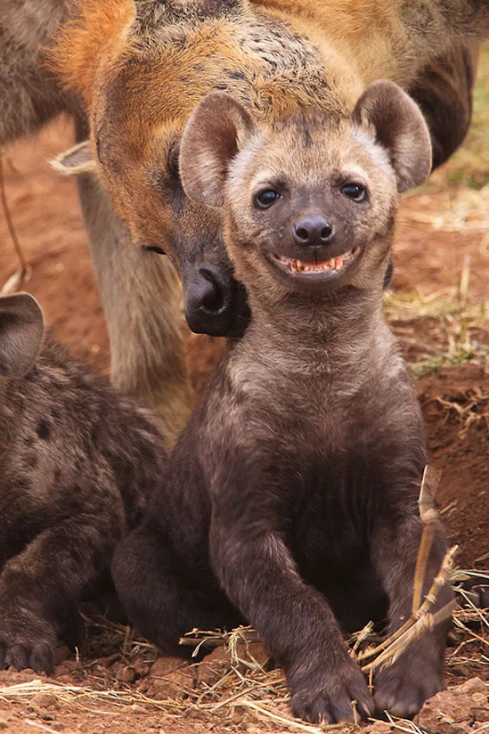 Happiest Animals In The World