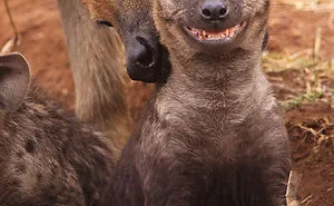 Happiest Animals In The World