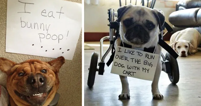 78 Asshole Dogs Being Shamed For Their Crimes