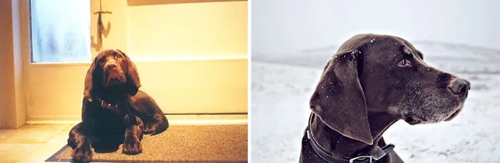 My Dog Thirteen Years Apart