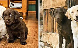 239 Before & After Photos Of Dogs Growing Up (Part II)