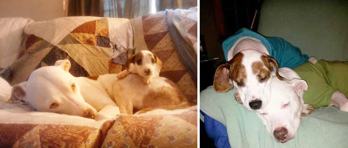 Fiona And Shrek. Three Years Ago And Now