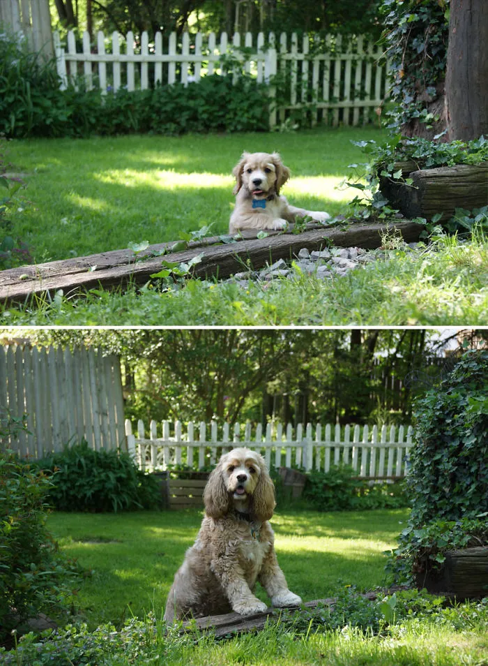 Past And Present Lily