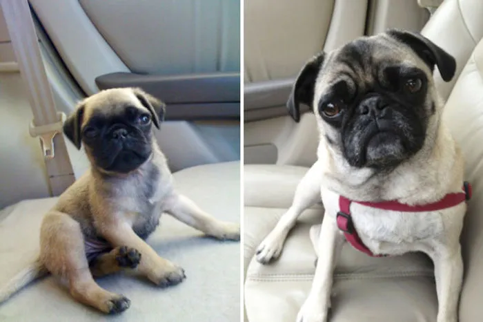 Meet Gracie - Then And Now