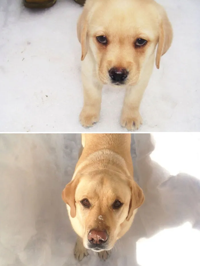 Forever A Snow Dog
