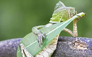 Dragon Lizard Caught Playing Leaf Guitar In Indonesia