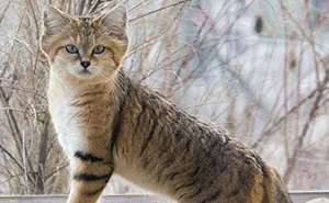Cats That Are Disappearing From The Wild