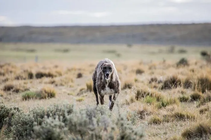 Fanny (galgo)