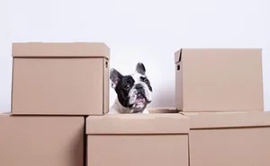 Don't Use, Love: I Created A Project To Remind People That Pets Are Not Things