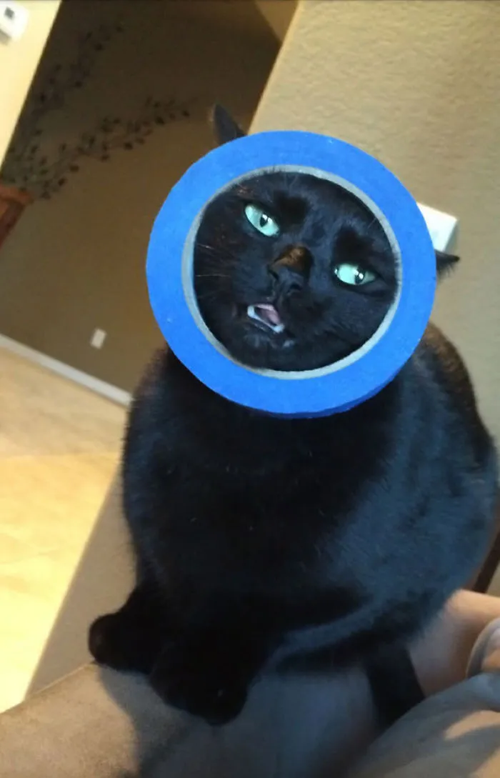 150 Cats Who Immediately Regretted Their Poor Life Choices