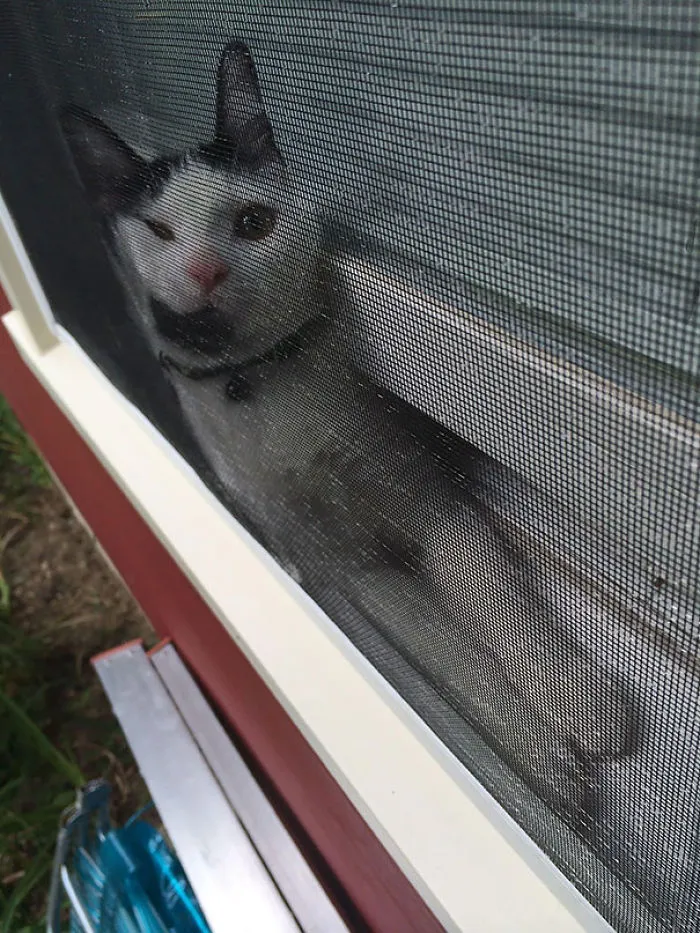 150 Cats Who Immediately Regretted Their Poor Life Choices