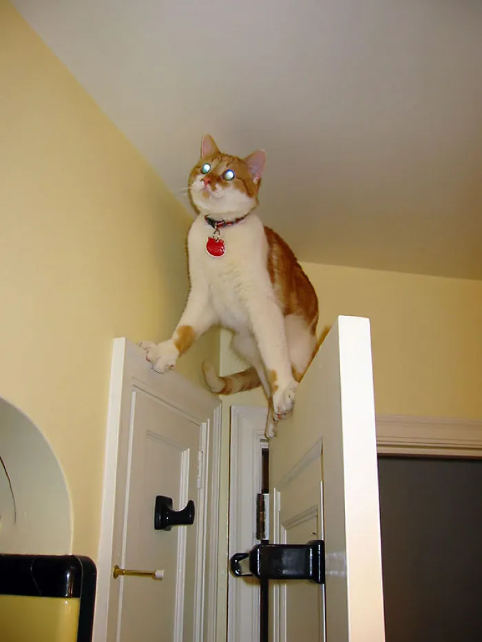150 Cats Who Immediately Regretted Their Poor Life Choices