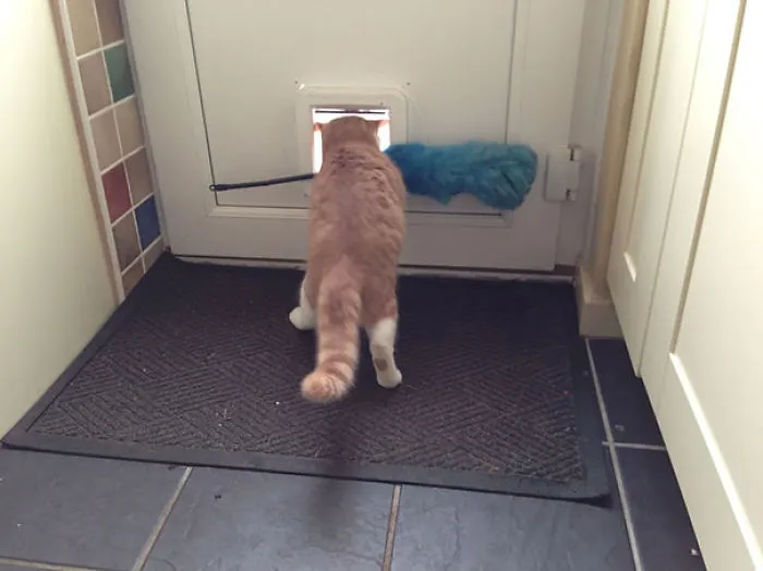 161 Cats Who Immediately Regretted Their Poor Life Choices
