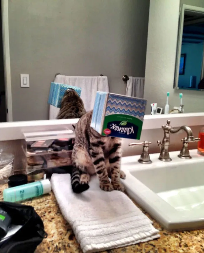 150 Cats Who Immediately Regretted Their Poor Life Choices