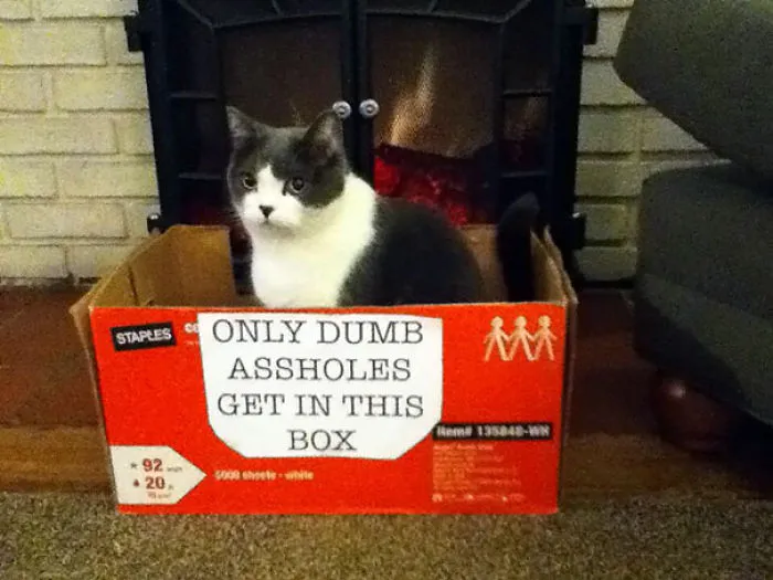 161 Cats Who Immediately Regretted Their Poor Life Choices