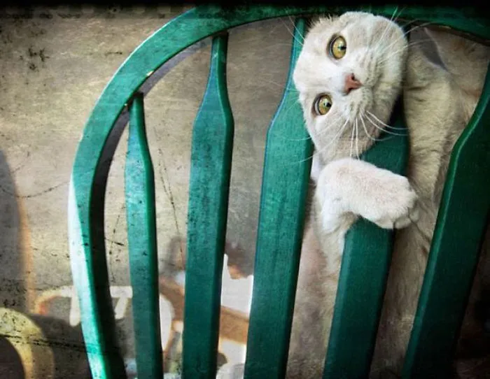 150 Cats Who Immediately Regretted Their Poor Life Choices