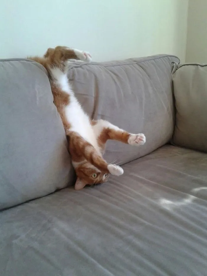 150 Cats Who Immediately Regretted Their Poor Life Choices