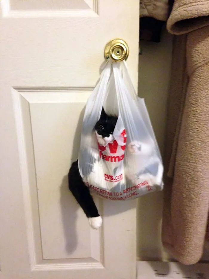 150 Cats Who Immediately Regretted Their Poor Life Choices