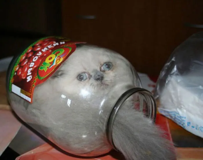 150 Cats Who Immediately Regretted Their Poor Life Choices