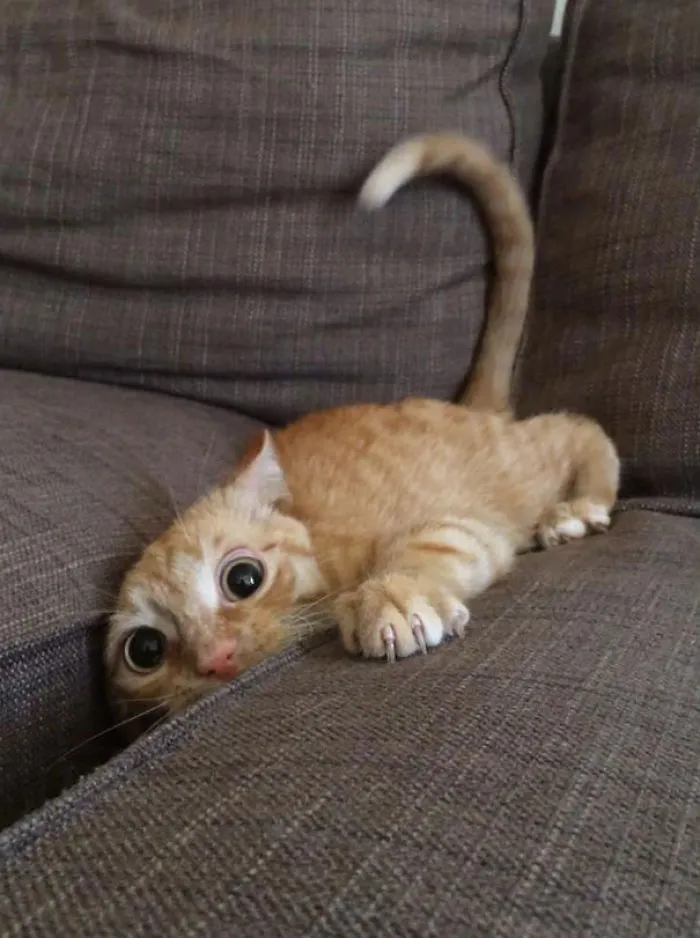 150 Cats Who Immediately Regretted Their Poor Life Choices