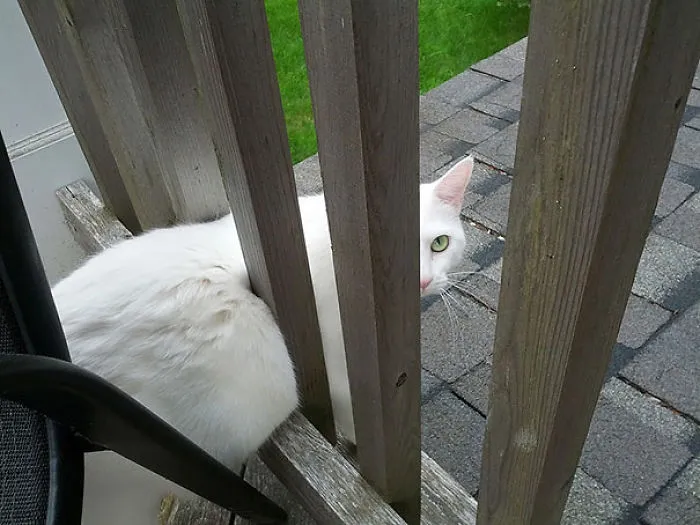 150 Cats Who Immediately Regretted Their Poor Life Choices