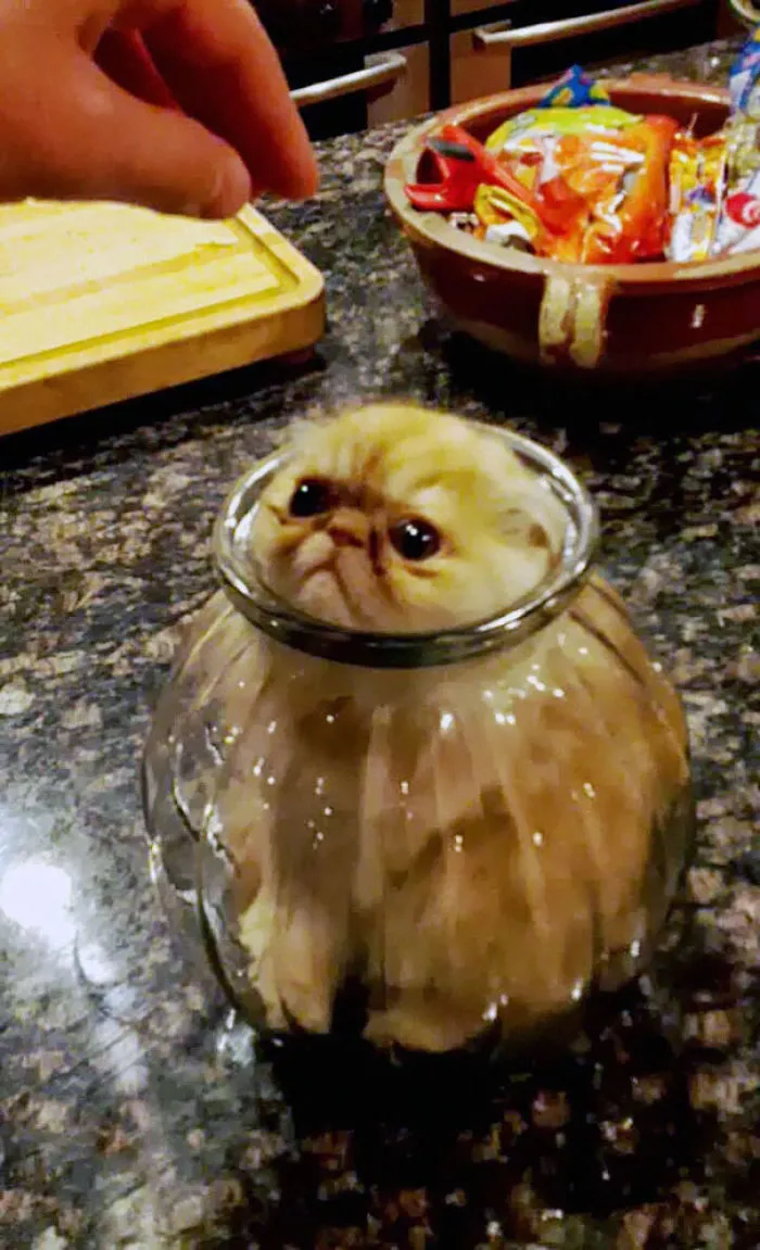 150 Cats Who Immediately Regretted Their Poor Life Choices