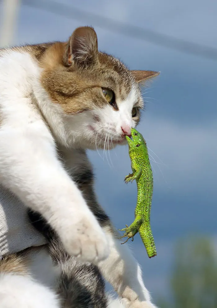 150 Cats Who Immediately Regretted Their Poor Life Choices
