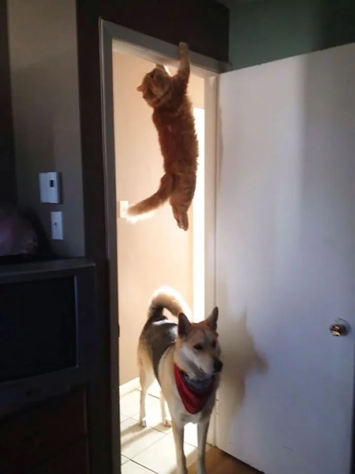 150 Cats Who Immediately Regretted Their Poor Life Choices