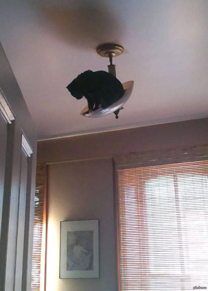 150 Cats Who Immediately Regretted Their Poor Life Choices