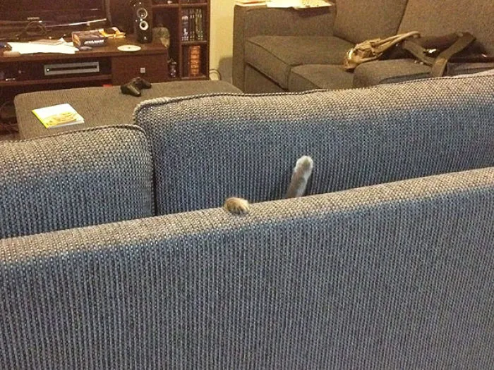 150 Cats Who Immediately Regretted Their Poor Life Choices