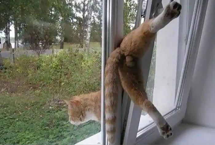 150 Cats Who Immediately Regretted Their Poor Life Choices