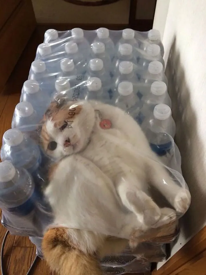 150 Cats Who Immediately Regretted Their Poor Life Choices