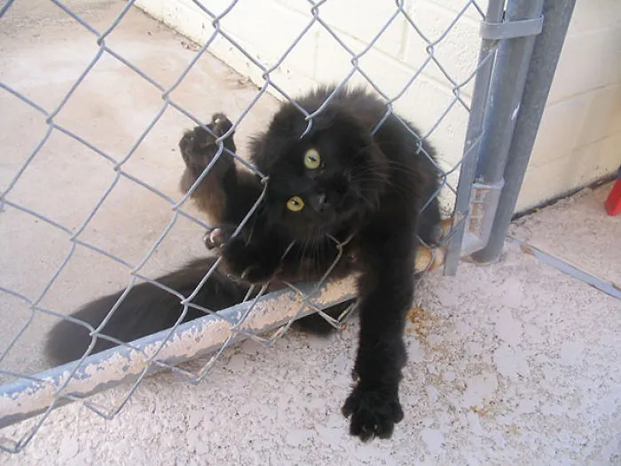 150 Cats Who Immediately Regretted Their Poor Life Choices