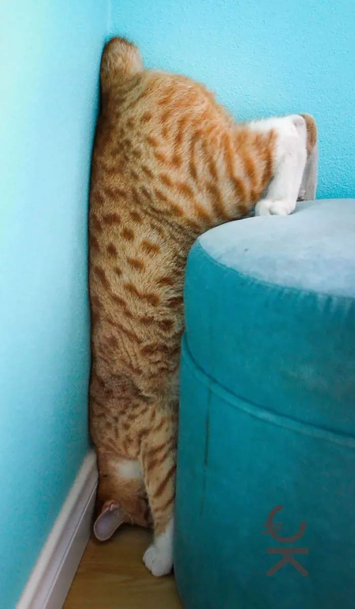 150 Cats Who Immediately Regretted Their Poor Life Choices
