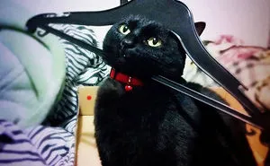 161 Cats Who Immediately Regretted Their Poor Life Choices