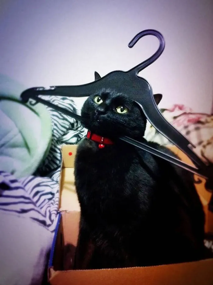 150 Cats Who Immediately Regretted Their Poor Life Choices