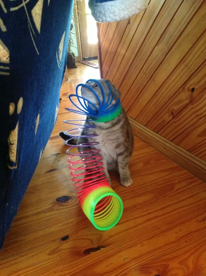 150 Cats Who Immediately Regretted Their Poor Life Choices