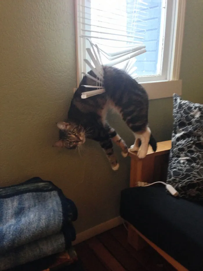 150 Cats Who Immediately Regretted Their Poor Life Choices