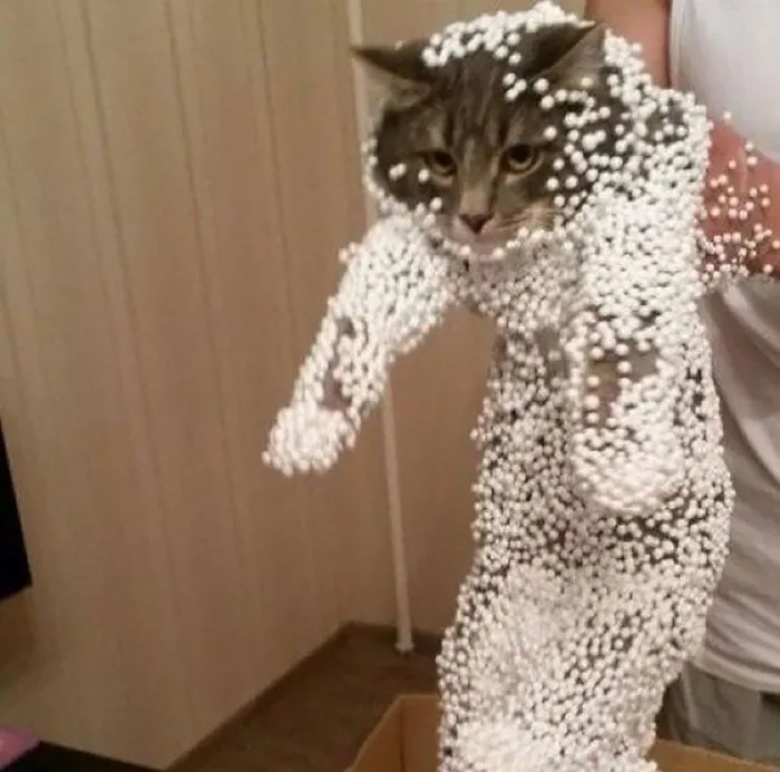 150 Cats Who Immediately Regretted Their Poor Life Choices