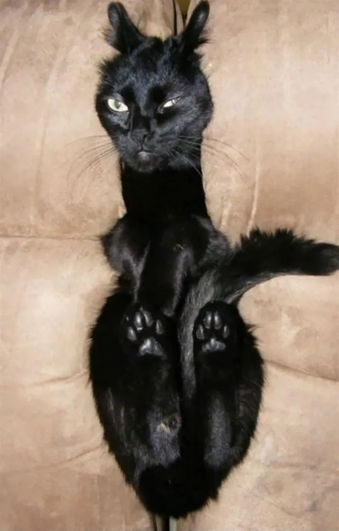 150 Cats Who Immediately Regretted Their Poor Life Choices